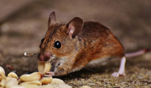 24 Hour & Emergency Exterminators in Sullivan, NH